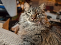 Hermes DS night P2080611